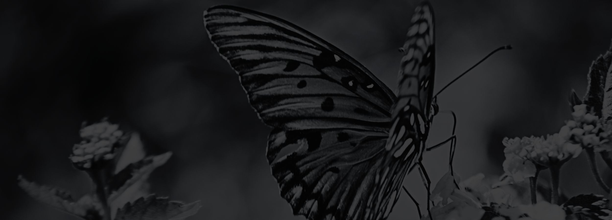Butterfly on a branch with a dark background